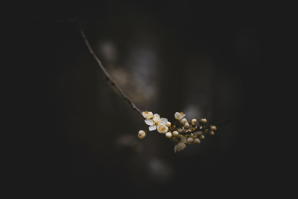 First Whisper of Spring