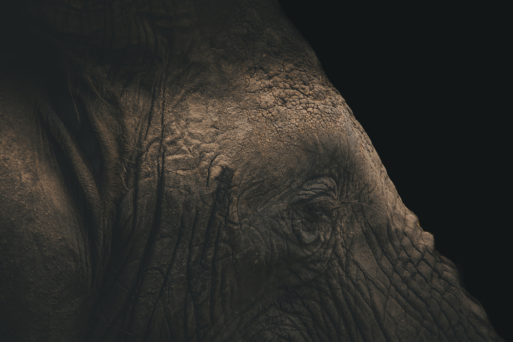 Portrait Elephant fine art