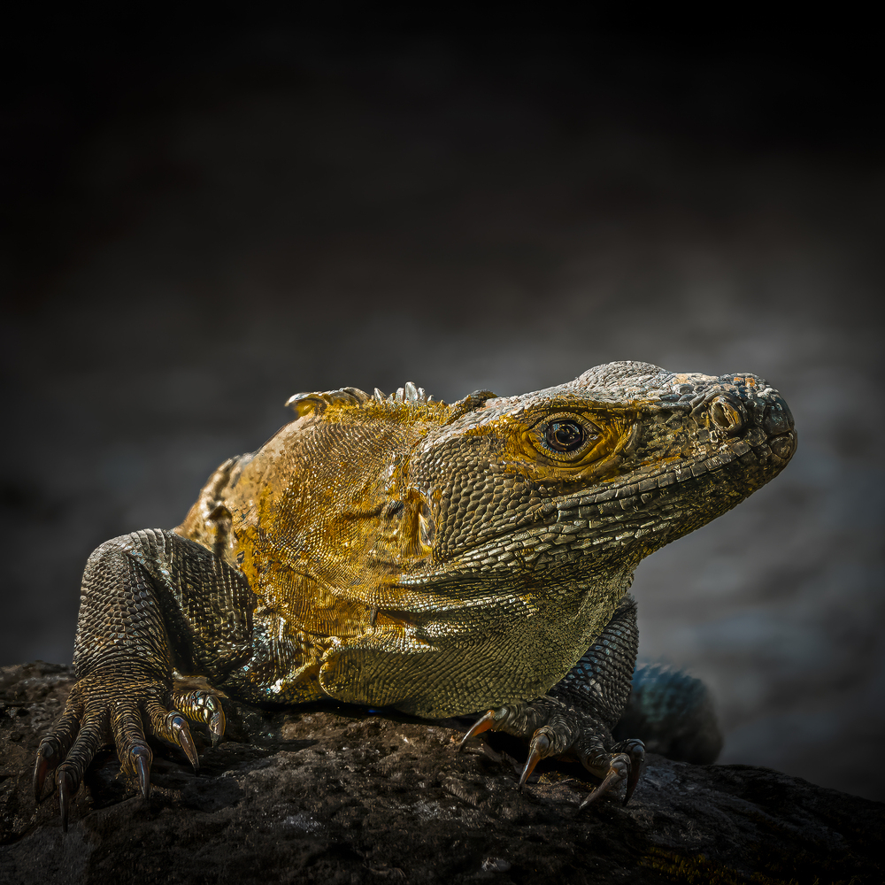 Costa Rican Iguana Close-Up