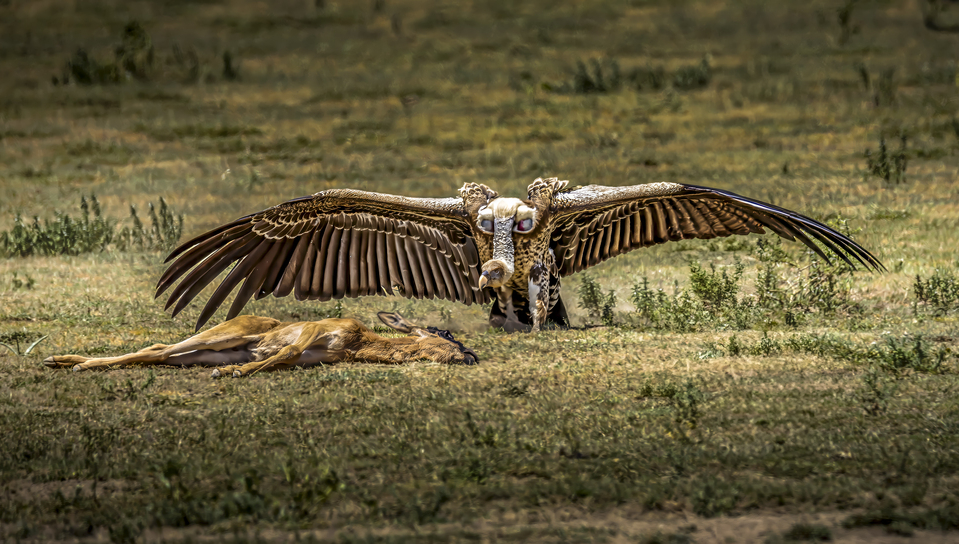 Guardian of the Plains: Vulture's Dominion in Tanzania