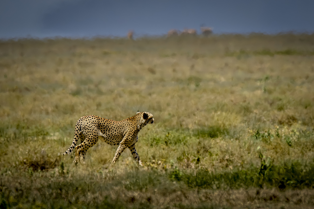 Cheetah on the Hunt in Tanzania