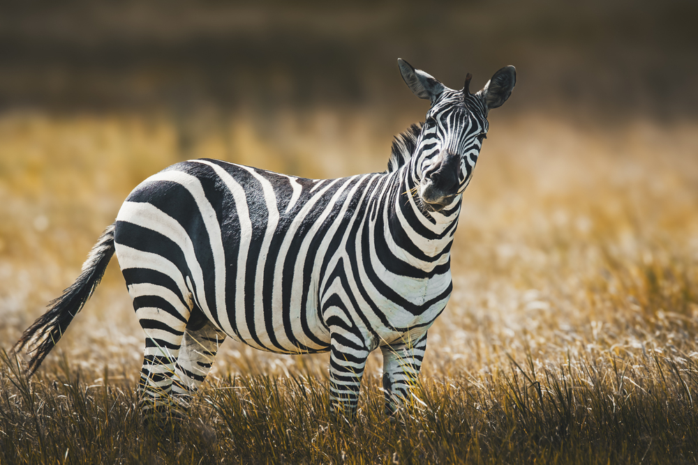 Stripes of the Savanna